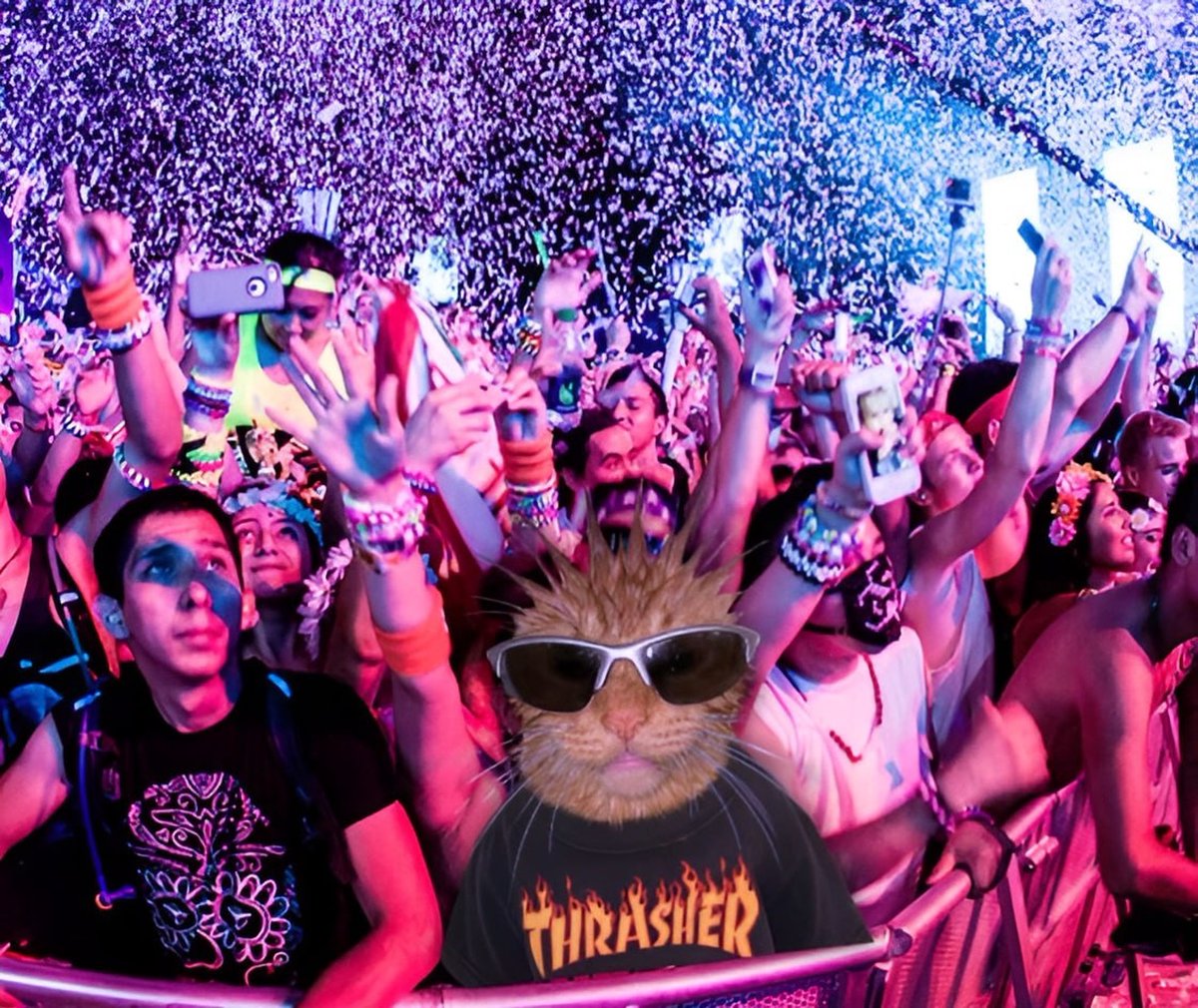 PunkCatSolana's tweet photo. DEX has been paid $PUNK 🎉 https://t.co/60HtWHisIL