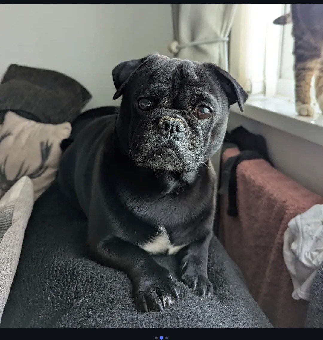 winston_star's tweet photo. My handsome boy 🩵 We love you so much. #puglife#spoiltboy#ourworld https://t.co/KXJOzvmaBX