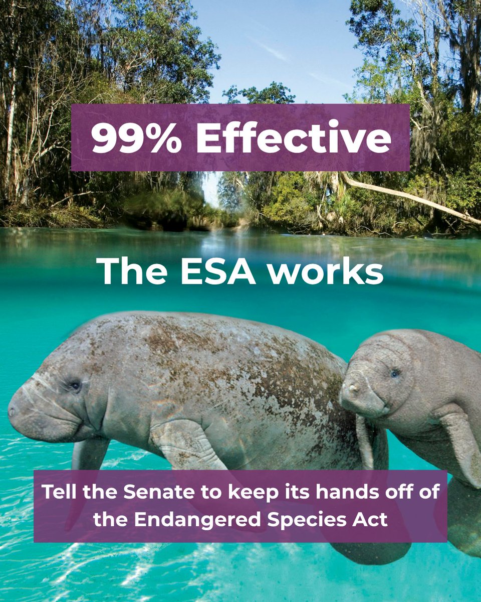 Defenders's tweet photo. The Senate shouldn’t weaken the laws that protect our wild neighbors in the name of faster permitting. Wildlife isn’t an obstacle to America’s prosperity. It is part of what makes this country rich.

The Endangered Species Act works.

Take action: https://t.co/MFFZ8JiBps https://t.co/zDGJ79j85m