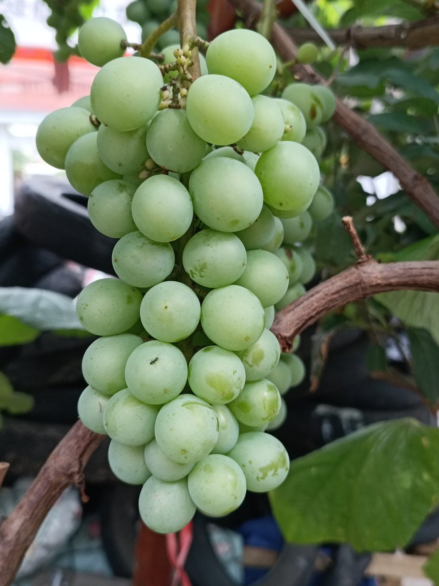 haykakanArmen's tweet photo. I grabbed the grapes in a hurry to explain the true meaning of time. https://t.co/pJGnf5KkRl
