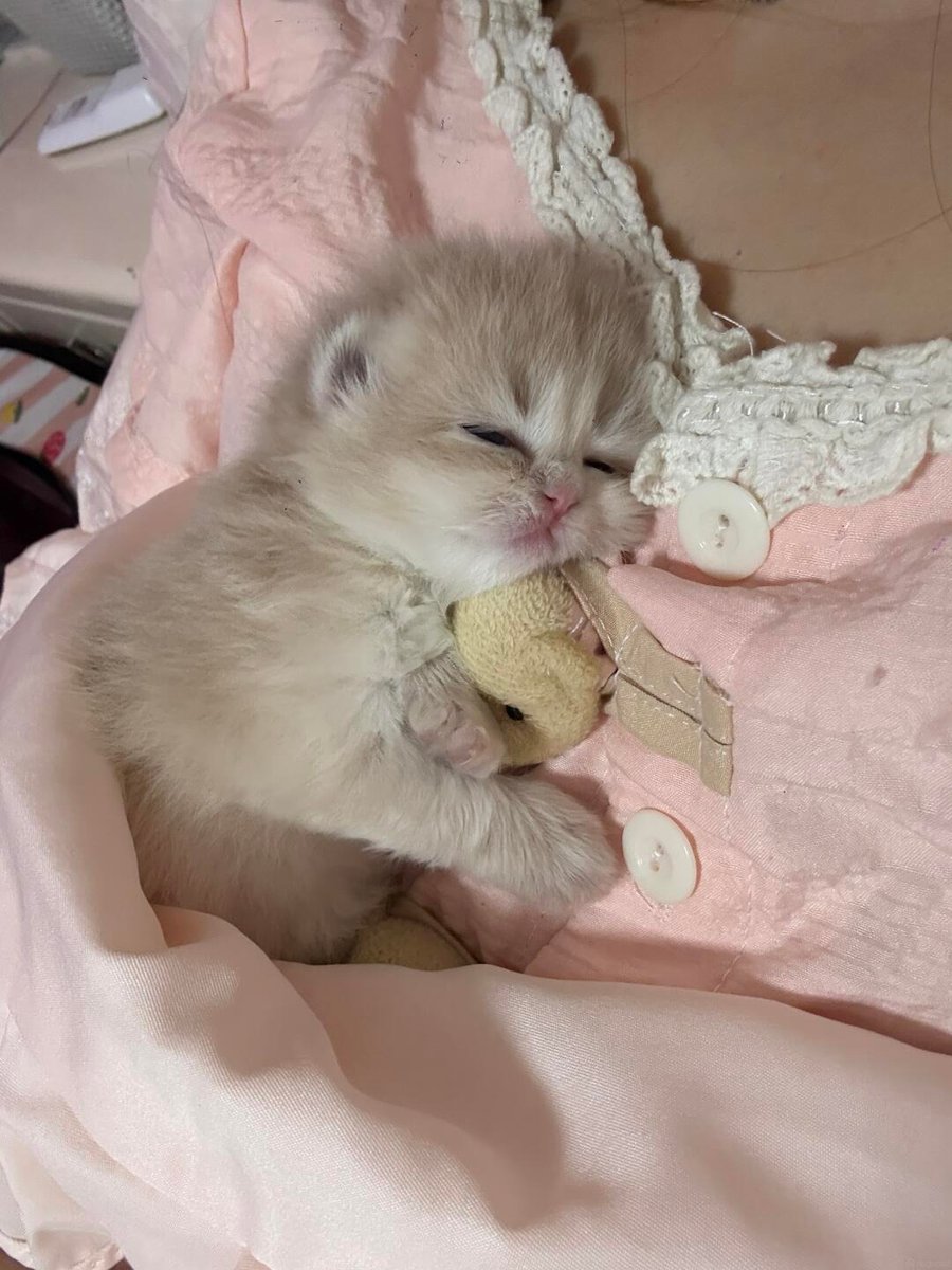 smallcutekitten's tweet photo. Biscuit fell asleep holding his tiny teddy bear tight, I can’t handle this. https://t.co/t0v0uiwDPm