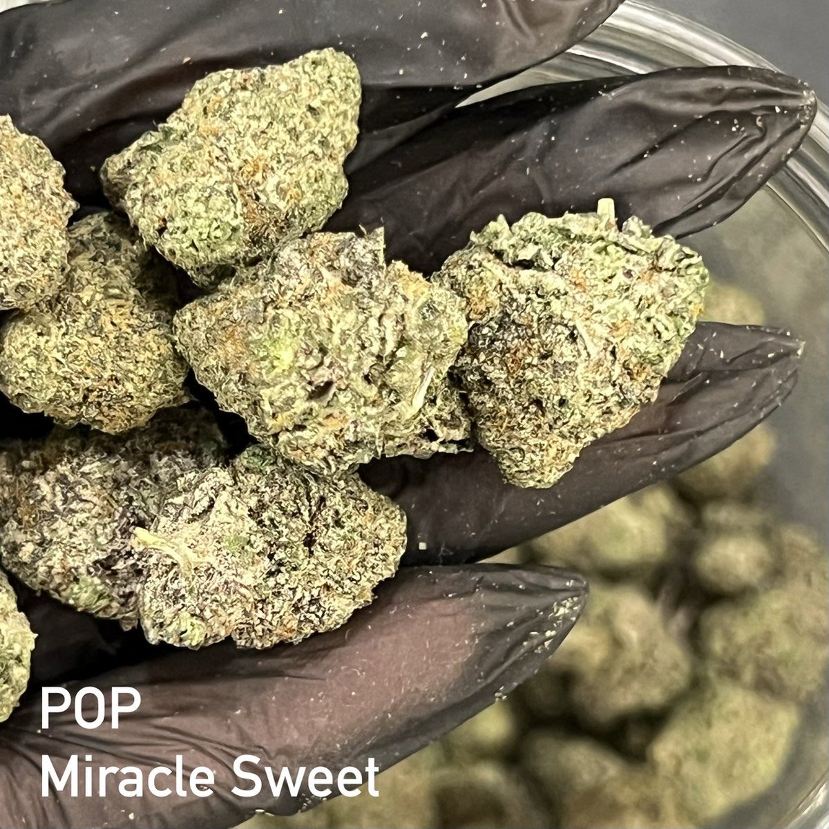 CreatorBKK's tweet photo. Indoor Gacp กัญชาทางการแพทย์

Pop 🍿sativa70   25%thc.
Frosty papaya pie 

พร้อมส่งทั่วไทย 🌟 มีหน้าร้านนะคะ
Line id : ✅ @ cana 

#กัญชากรุงเทพ #กัญชาbu #กัญชารังสิต #กัญชาธรรมศาสตร์ #กัญชาคลองหลวง #กัญชาปทุม #weed #bud #cannabis #strain #OG  #สายเขียว #Exotic #BU https://t.co/fP9KCp7syE