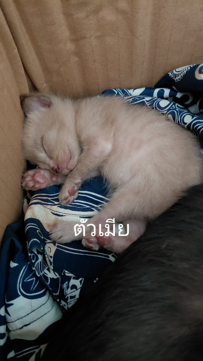 Good35855077's tweet photo. 🚨 หาบ้านให้ลูกแมว 6 ชีวิตค่ะ 🐱❤️

📍 ปากเกร็ด นนทบุรี
🐾 อายุประมาณ 1 เดือน มี���ั้งตัวผู้และตัวเมีย
🏡 รับแยกตัวหรือเป็นคู่ได้

#หาบ้านให้แมว #แมวหาบ้าน https://t.co/sMaLoBoUi5