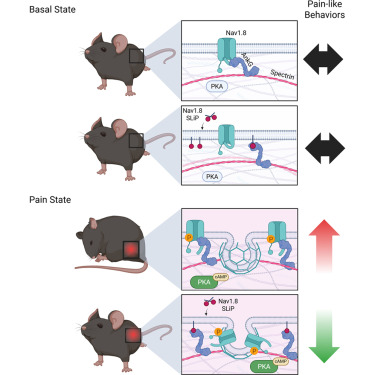 CellRepMed's tweet photo. Online now: Disruption of the Nav1.​8/Ankyrin-3 interaction in nociceptors reduces pathological pain-like behaviors in mice dlvr.​it/TVvx41 https://t.co/wl4Lq4gk63