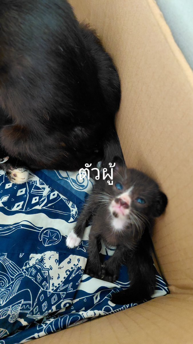 Good35855077's tweet photo. 🚨 หาบ้านให้ลูกแมว 6 ชีวิตค่ะ 🐱❤️

📍 ปากเกร็ด นนทบุรี
🐾 อายุประมาณ 1 เดือน มี���ั้งตัวผู้และตัวเมีย
🏡 รับแยกตัวหรือเป็นคู่ได้

#หาบ้านให้แมว #แมวหาบ้าน https://t.co/sMaLoBoUi5