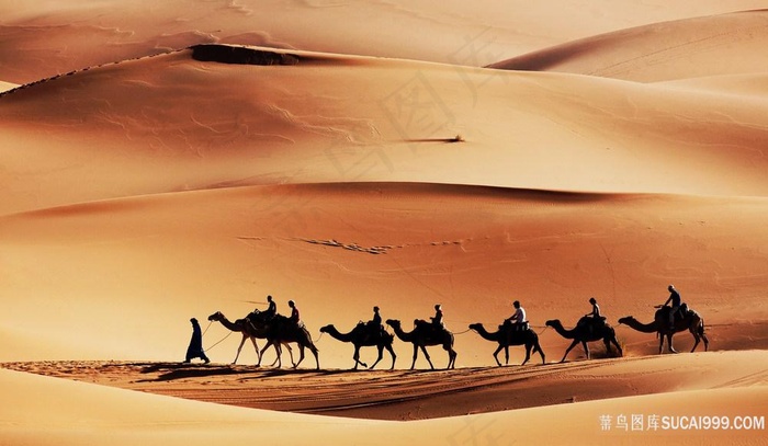 vito33ma's tweet photo. [Camels line up, their manes swaying as they journey across the vast yellow Gobi, carrying cargo for the desert path!]， https://t.co/hdaGBUvuDc
