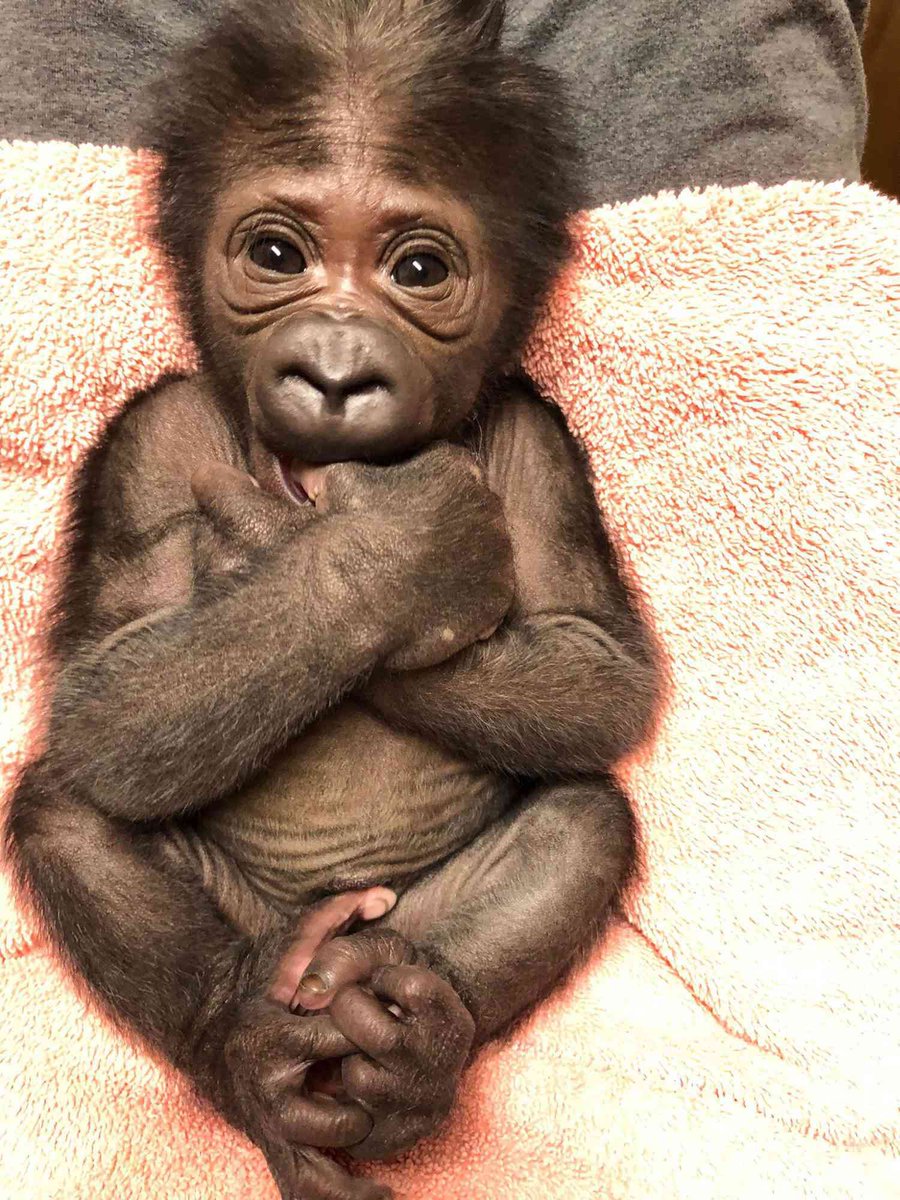 dictionarypod's tweet photo. A baby #gorilla. It could probably beat me up. 

#wordoftheday #dictionary #wordnerd #edutainment @spejampar https://t.co/hwPhdfE8Sx