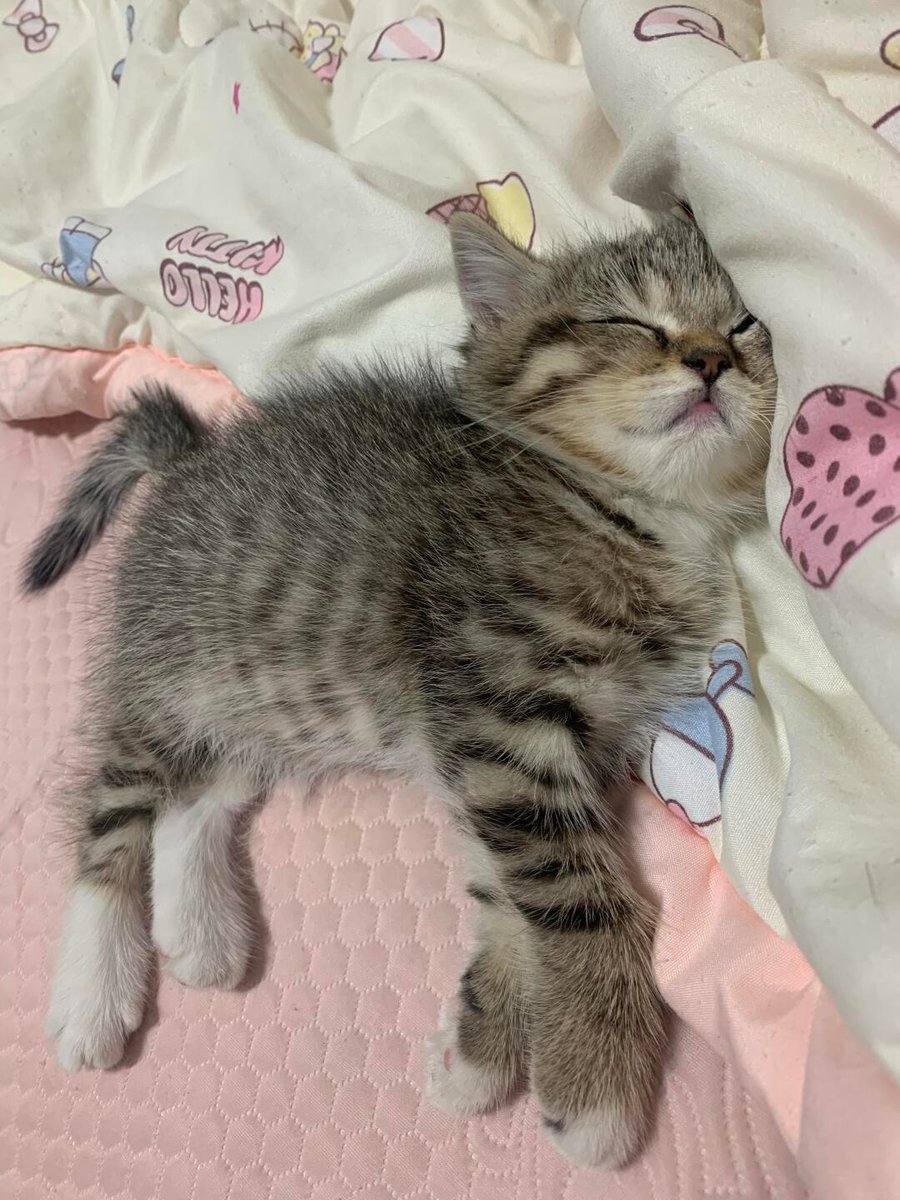 smallcutekitten's tweet photo. Look at Peanut’s tiny little smile while he naps on the pink sheet. https://t.co/bTH1rlal1s