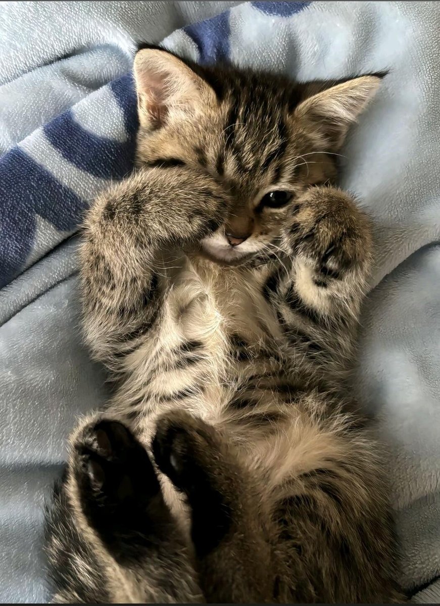 smallcutekitten's tweet photo. Toby woke up, saw the morning light, and immediately covered his tiny face. https://t.co/XyQumouTMe
