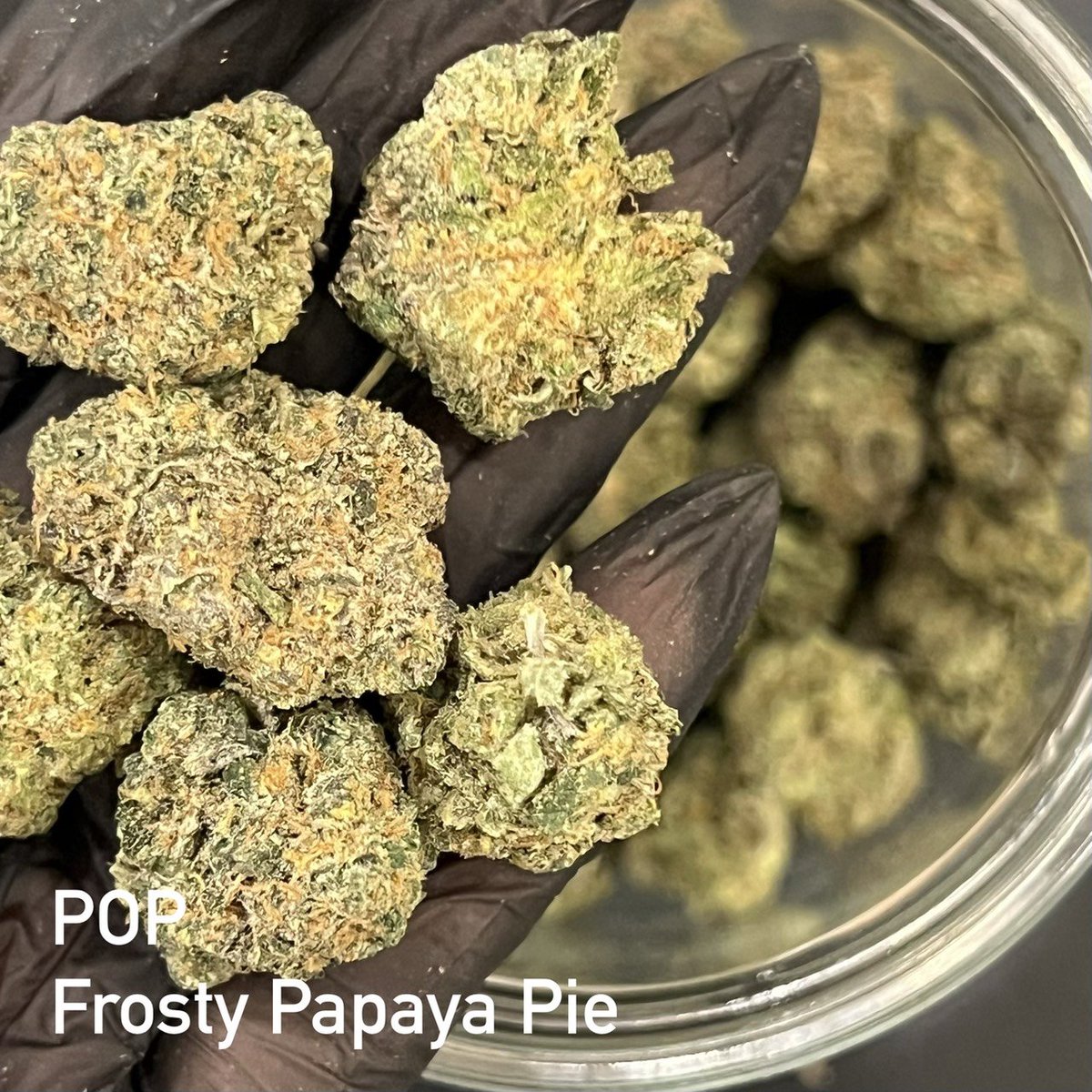CreatorBKK's tweet photo. Indoor Gacp กัญชาทางการแพทย์

Pop 🍿sativa70   25%thc.
Frosty papaya pie 

พร้อมส่งทั่วไทย 🌟 มีหน้าร้านนะคะ
Line id : ✅ @ cana 

#กัญชากรุงเทพ #กัญชาbu #กัญชารังสิต #กัญชาธรรมศาสตร์ #กัญชาคลองหลวง #กัญชาปทุม #weed #bud #cannabis #strain #OG  #สายเขียว #Exotic #BU https://t.co/fP9KCp7syE