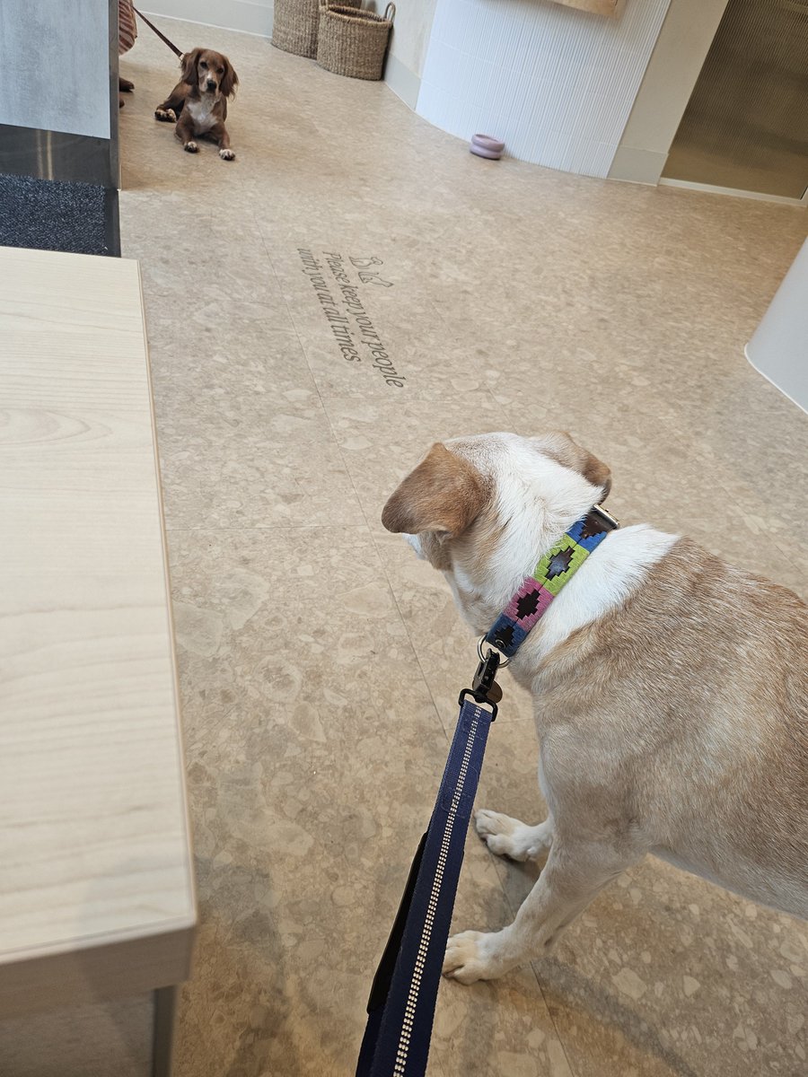 eclecticampbell's tweet photo. Chequeo de artritis y vacunas anuales para el vieji. Un poco intensa la amiga de la sala de espera que quiere jugar y Timo no está muy convencido con su intensidaT de cachorra #toooldforthisshit https://t.co/piZODTtFAW