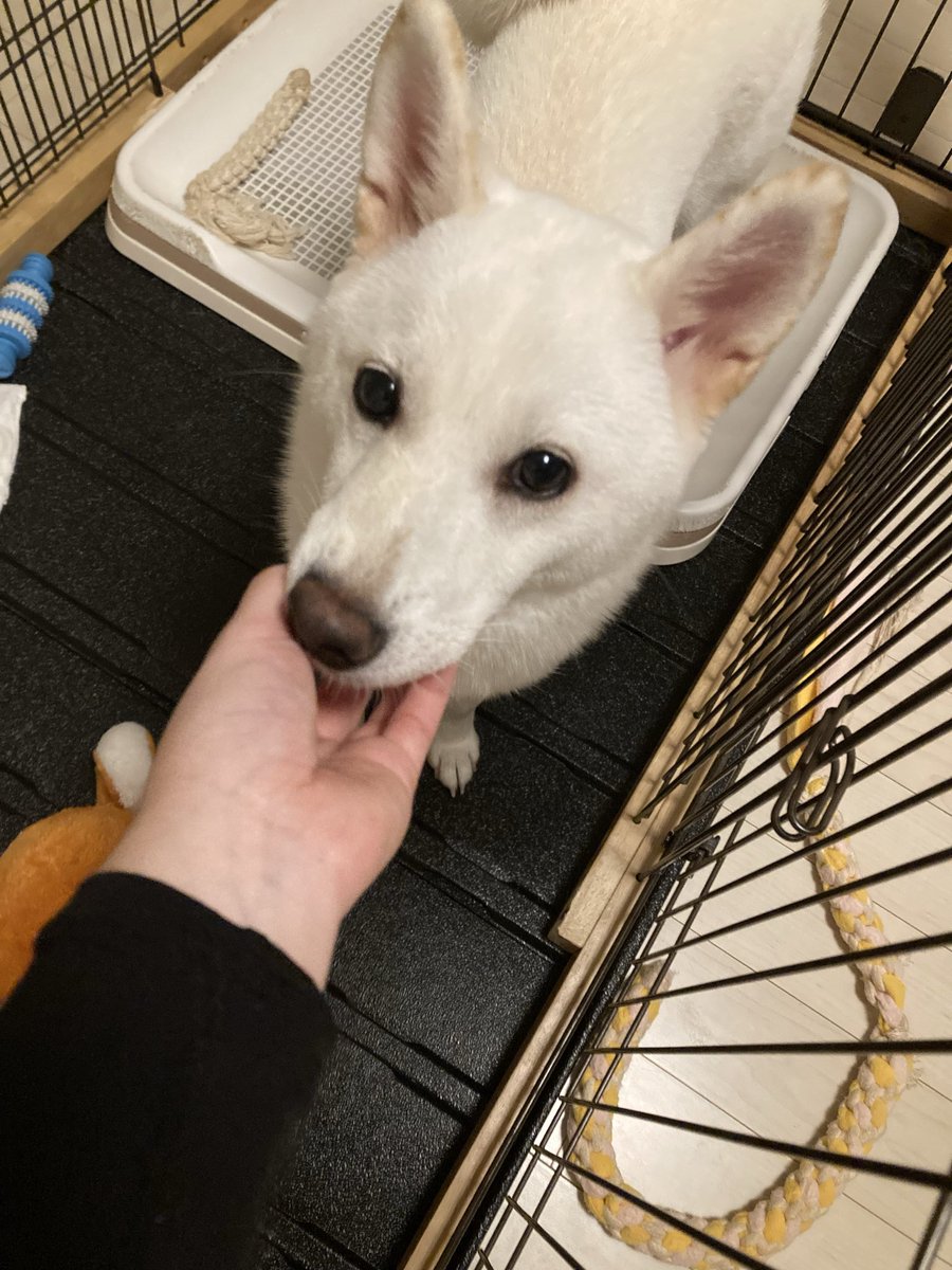 solic3636's tweet photo. 幸わせ
可愛い
犬のくんくん嗅いでる時鼻曲がるの可愛いよね

手を舐めてくれて幸

 #柴犬 #白柴 #柴犬好き #犬好き #犬のいる生活 https://t.co/nGjYw9JK7e