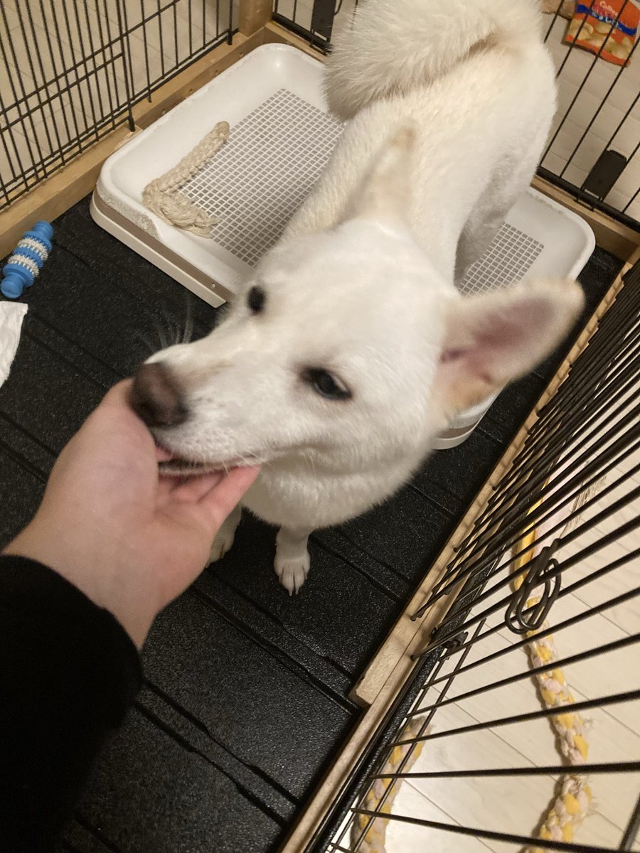 solic3636's tweet photo. 幸わせ
可愛い
犬のくんくん嗅いでる時鼻曲がるの可愛いよね

手を舐めてくれて幸

 #柴犬 #白柴 #柴犬好き #犬好き #犬のいる生活 https://t.co/nGjYw9JK7e
