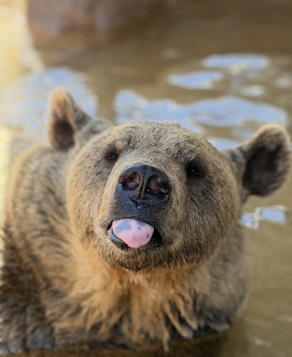 Foreverwild_sol's tweet photo. We are killing it so far 💛 Already raised over $1K and still generating more creator fees for the sanctuary. Imagine how many animals we can help if we keep this going.

This is just the beginning. Let's keep raising funds and helping the animals that need us.

#WILD #SANCTUARY #MEMECOINS #SOLANA