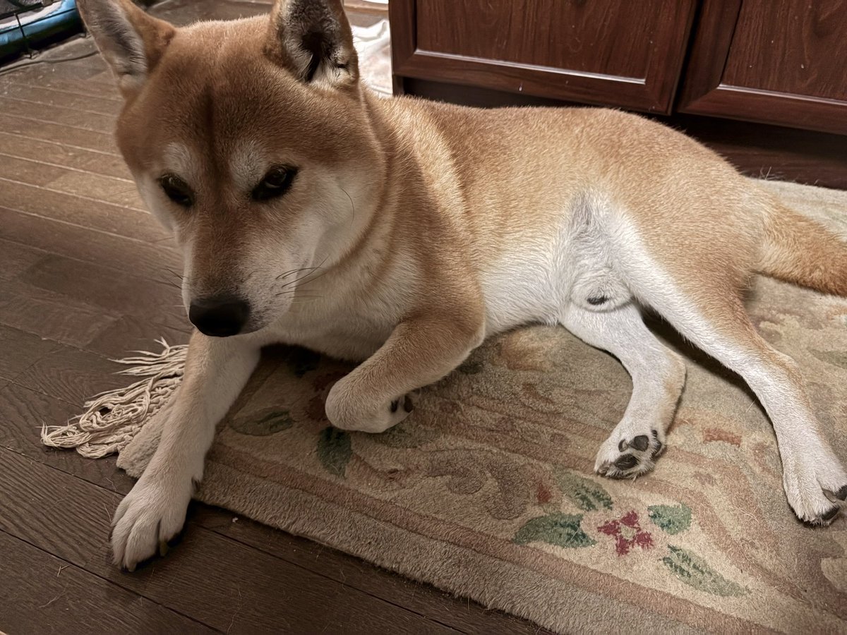 shibainuchataro's tweet photo. 要望に答えて夜さんぽ1時間行ってきました。 #柴犬 https://t.co/8rGRtsdIJG