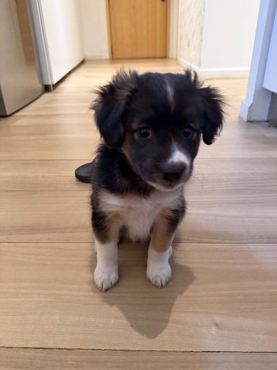 mernuel_'s tweet photo. Le compre 10 juguetes para que juegue y muerda pero solo me muerde el sillon y el control.  Le compre pañales y hace pis en todos lados menos ahi. Si no sube a la cama llora. 

Gente que tenga perros, que consejos me dan para criarlo lo mejor posible? https://t.co/qdnZiVU6nQ