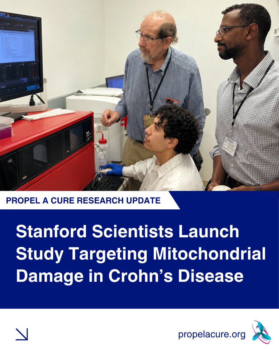 propelacure's tweet photo. Could targeting mitochondrial damage lead to new treatments for Crohn’s disease?

With support from Propel a Cure, in partnership with the Mendez Family Foundation, researchers at @Stanford University’s Weinberg and Haileselassie Labs have launched a new project investigating how mitochondrial damage in intestinal cells may contribute to Crohn’s disease.

The long-term goal is to develop and test a potential non-immunosuppressive treatment that protects intestinal cells by preventing mitochondrial damage and the release of extracellular mitochondria (ExMito).

To investigate this approach, the team is growing patient-derived intestinal organoids—miniature models of the bowel created from cells collected during endoscopic biopsies. These “disease in a dish” models will allow researchers to study mitochondrial function in people with Crohn’s disease and compare it with that of healthy individuals.

Next, the team will investigate how these cells respond to different types of stress, including exposure to immune cells and substances produced by gut microbes.

This research is in its early stages, but understanding the underlying mechanisms of Crohn’s disease could help pave the way for new treatment strategies.

We’re proud to support the scientists pursuing foundational research that could advance better treatments and, ultimately, a cure.

#PropelACure #CrohnsDisease #IBDResearch #Mitochondria #IBD @StanfordMed