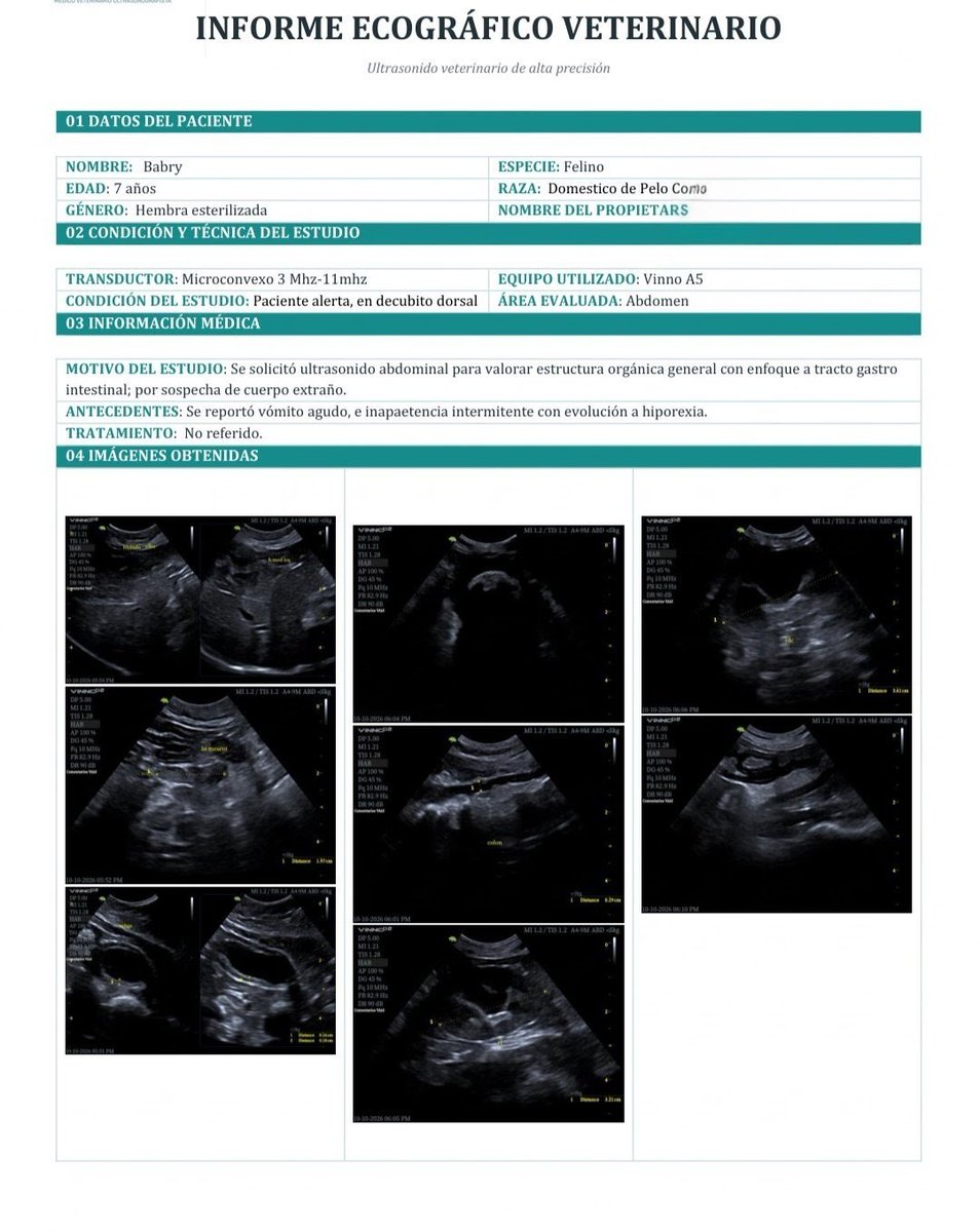 Ari_Arciniega6's tweet photo. 💔 Babry necesita de nuestra ayuda para seguir luchando.
​Tras estudios y una delicada cirugía de urgencia, nuestra querida gatita sigue hospitalizada y bajo calor en su incubadora. Su cuerpecito ha resistido mucho, pero aún nos falta un largo tramo por reunir los casi $19,000 MXN de su atención médica especializada, más los días de internamiento que siguen sumándose.
​Cada granito de arena, cada compartida y cada donación nos acerca a salvarle la vida. Agradecidos infinitamente con tu apoyo 🐾✨
​🙏 Por favor, ayúdanos a compartir o aportar lo que te sea posible:
📌 Clabe 137180103109907749
BanCoppel
