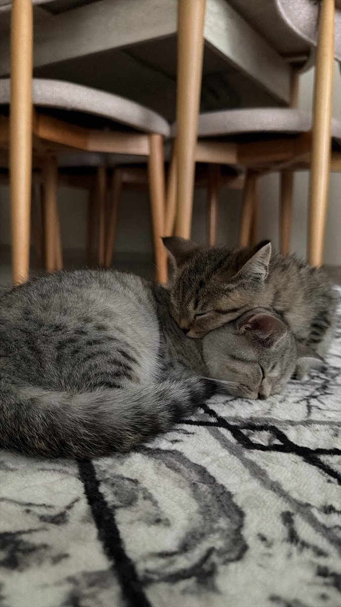 sedefof's tweet photo. Bu nasıl bir uyuyus🥹 https://t.co/orJ4o3tRtQ