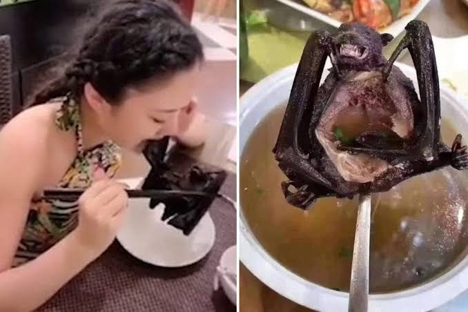 LUCYYY18_'s tweet photo. @rikimaru3173 Bat poop feeaders who are responsible for Corona virus and subjected world to one of the worst pandemics in the history have the nerve to call Indinas stinky. 
The nerve to call others disgusting when this is what you hideous subhumans feed on🤮🤮 https://t.co/a1XaFZmmdY