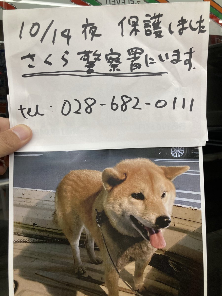 acehunter45's tweet photo. 仕事の帰り道でワンコ捕まえたなう🐕

▶︎芝犬（かわいい、おとなしい）
▶︎青色の首輪

最寄りのセブンで即席ポスター作って掲示してもらったありがとうセブン

飼い主に届け！！！！ https://t.co/5dXpAfF0rq
