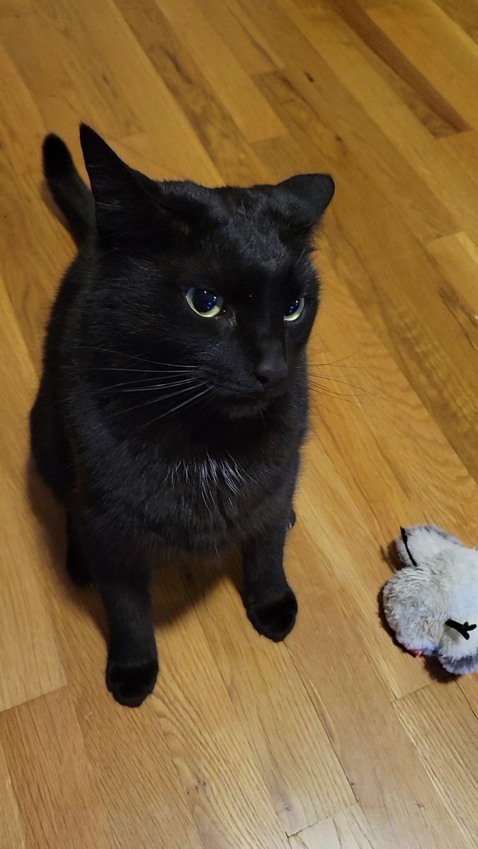 TeegDoug's tweet photo. The beast prepares to strike https://t.co/vAK1L86zxg