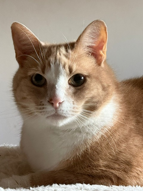 H2RScotland's tweet photo. MILO & OSCAR - They are 9 year old house cats.
Milo is all Ginger, Oscar is Ginger & White a bonded pair looking for a new home together.
Due to a big change in the owners life, sadly they have to find a new loving home. They do need to be rehomed together.
They are registered with the vet, both are microchipped and neutered, fit and healthy with no medical problems.
Milo & Oscar need a new home to have no other pets or children, as they have never been around children.
Both love attention and laying on the sofa cuddled up. Milo - doesn't like belly rubs so much, until he is comfortable.
Whereas Oscar - loves them. They mainly sleep on the sofa or their bed, both can be a little timid at first.
Both share the same litter tray, use Catsan litter, can be left alone for owner to go out.
Both eat wet and dry food, like treats and like playing with toys.
If these two boys would suit your family please email info@help2rehome.com for more information.