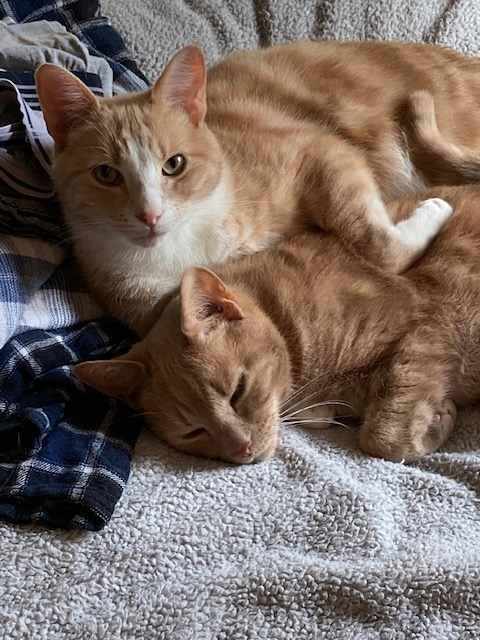 H2RScotland's tweet photo. MILO & OSCAR - They are 9 year old house cats.
Milo is all Ginger, Oscar is Ginger & White a bonded pair looking for a new home together.
Due to a big change in the owners life, sadly they have to find a new loving home. They do need to be rehomed together.
They are registered with the vet, both are microchipped and neutered, fit and healthy with no medical problems.
Milo & Oscar need a new home to have no other pets or children, as they have never been around children.
Both love attention and laying on the sofa cuddled up. Milo - doesn't like belly rubs so much, until he is comfortable.
Whereas Oscar - loves them. They mainly sleep on the sofa or their bed, both can be a little timid at first.
Both share the same litter tray, use Catsan litter, can be left alone for owner to go out.
Both eat wet and dry food, like treats and like playing with toys.
If these two boys would suit your family please email info@help2rehome.com for more information.