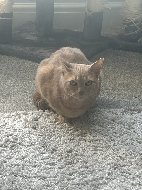 H2RScotland's tweet photo. MILO & OSCAR - They are 9 year old house cats.
Milo is all Ginger, Oscar is Ginger & White a bonded pair looking for a new home together.
Due to a big change in the owners life, sadly they have to find a new loving home. They do need to be rehomed together.
They are registered with the vet, both are microchipped and neutered, fit and healthy with no medical problems.
Milo & Oscar need a new home to have no other pets or children, as they have never been around children.
Both love attention and laying on the sofa cuddled up. Milo - doesn't like belly rubs so much, until he is comfortable.
Whereas Oscar - loves them. They mainly sleep on the sofa or their bed, both can be a little timid at first.
Both share the same litter tray, use Catsan litter, can be left alone for owner to go out.
Both eat wet and dry food, like treats and like playing with toys.
If these two boys would suit your family please email info@help2rehome.com for more information.