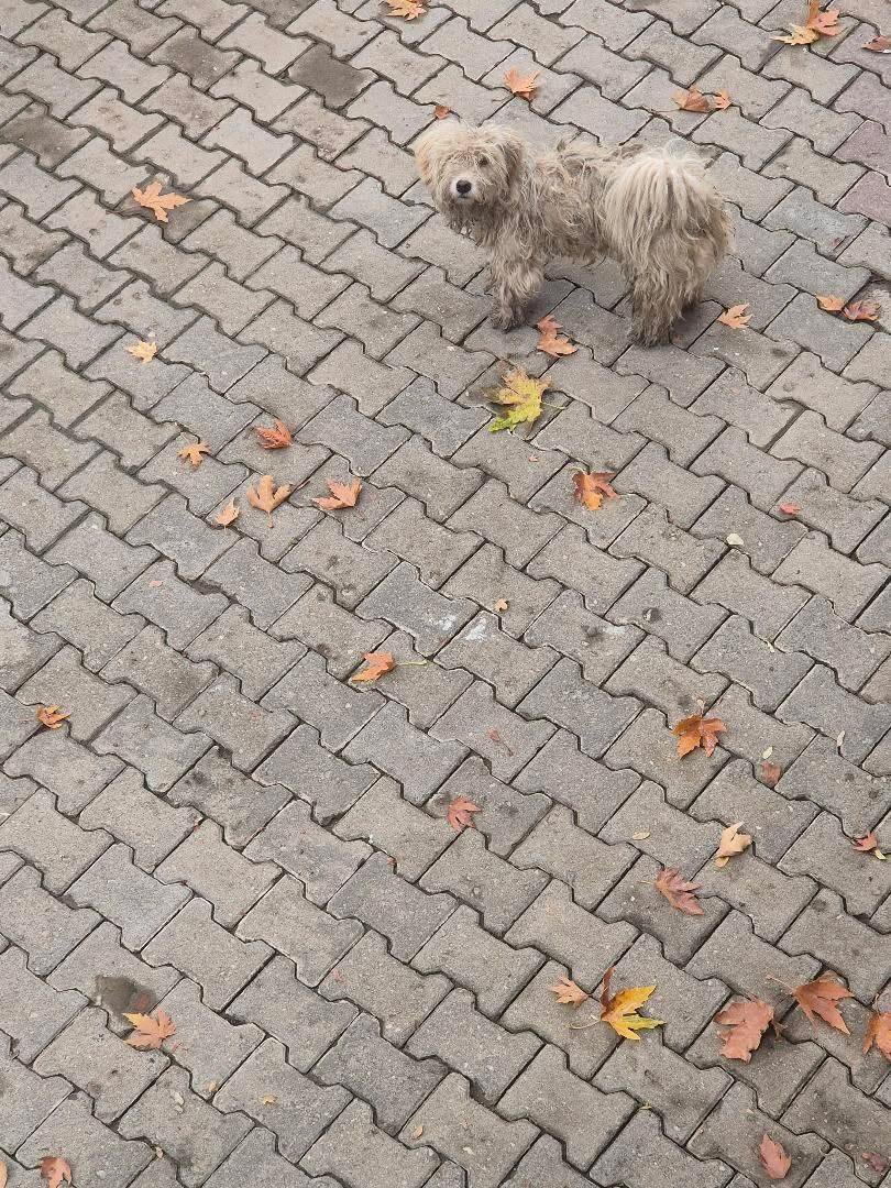 patiarkadas's tweet photo. izmir bayındır’da bir köye atılmışlar. hepsi perişan halde, bakan eden yok. bir adam arada mama veriyormuş ama bu canların yardıma ihtiyacı var.

İnstagram @huysuz_laz https://t.co/Q6Z7eYEaw6