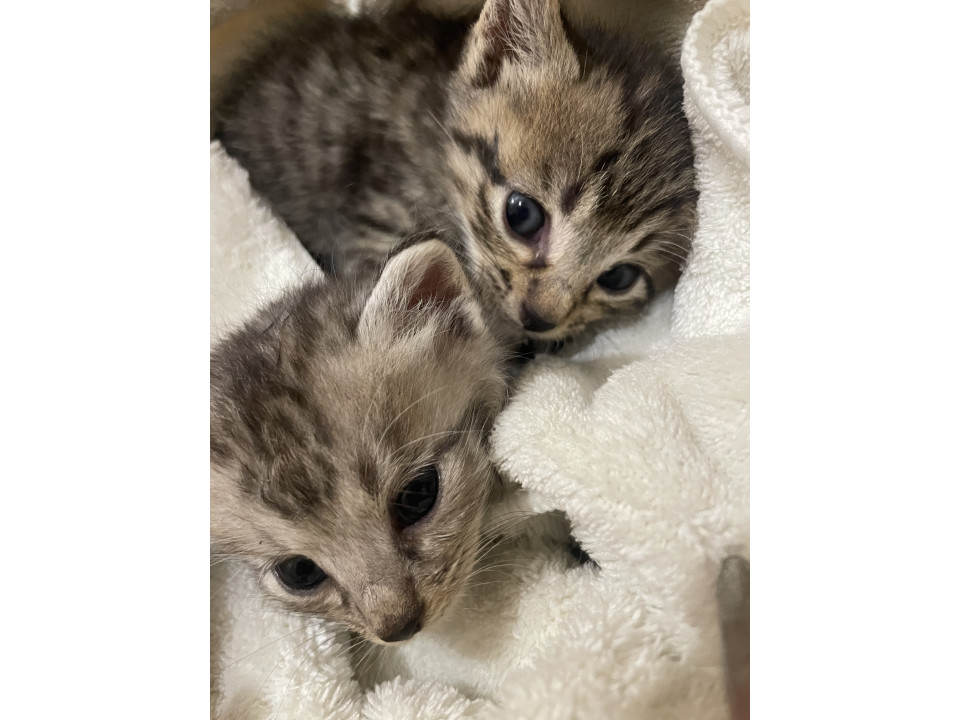 chubu_foster's tweet photo. 育児放棄されてた子猫2匹
岐阜県 生後1ヶ月 のネコちゃんです。
 #猫の里親募集 #岐阜県 https://t.co/NYy8wdOZco