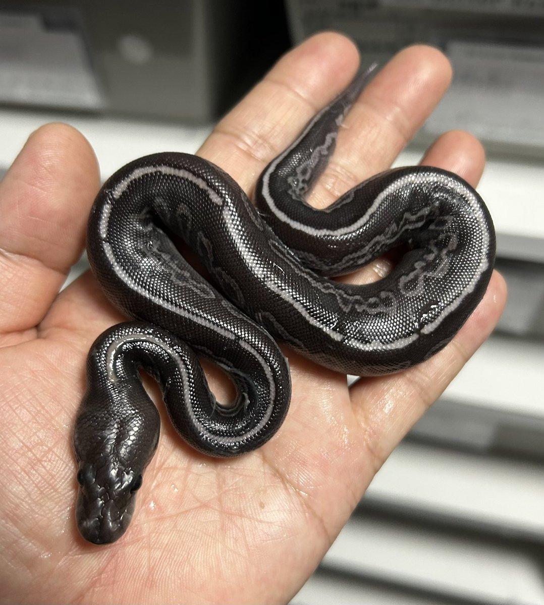 geeksballpython's tweet photo. ﾊｯﾁｱｳﾄ🌚
BH BP Rampage (Ramx)50%Het Clown poss RG

#2026ﾌﾞﾘｰﾄﾞ
#ｷﾞｰｸｽCB https://t.co/kZmGjXvdJ6