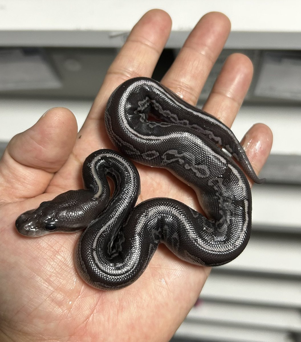 geeksballpython's tweet photo. ﾊｯﾁｱｳﾄ🌚
BH BP Rampage (Ramx)50%Het Clown poss RG

#2026ﾌﾞﾘｰﾄﾞ
#ｷﾞｰｸｽCB https://t.co/kZmGjXvdJ6