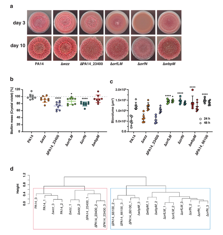 ASMicrobiology's tweet photo. Loss of the O-specific antigens (OSA) in P. aeruginosa is common in isolates from cystic fibrosis lungs. Strains lacking OSA become more adhesive, limiting their motility but enhancing biofilm formation. Learn more in #mBio: https://t.co/3Ttz3RERxs https://t.co/KNPew3uL77