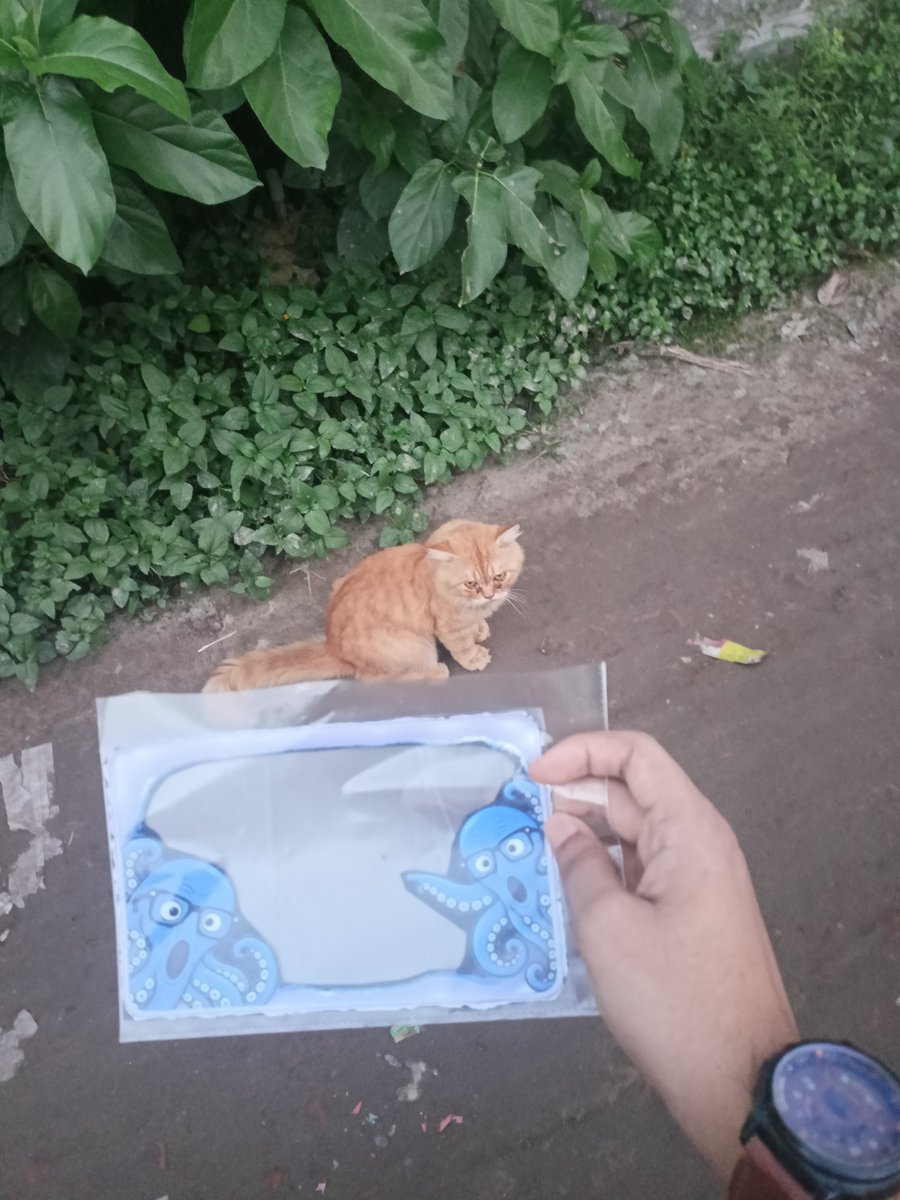 KabirBakr's tweet photo. @ProsperDesk @ProfessorOcto Part 2/2  

From quiet alleys to open sky , Professor Octo saw the real local life today.

Where will he go next? 👀

#OctoEverywhere @ProsperDesk https://t.co/K4SGO3OuA7
