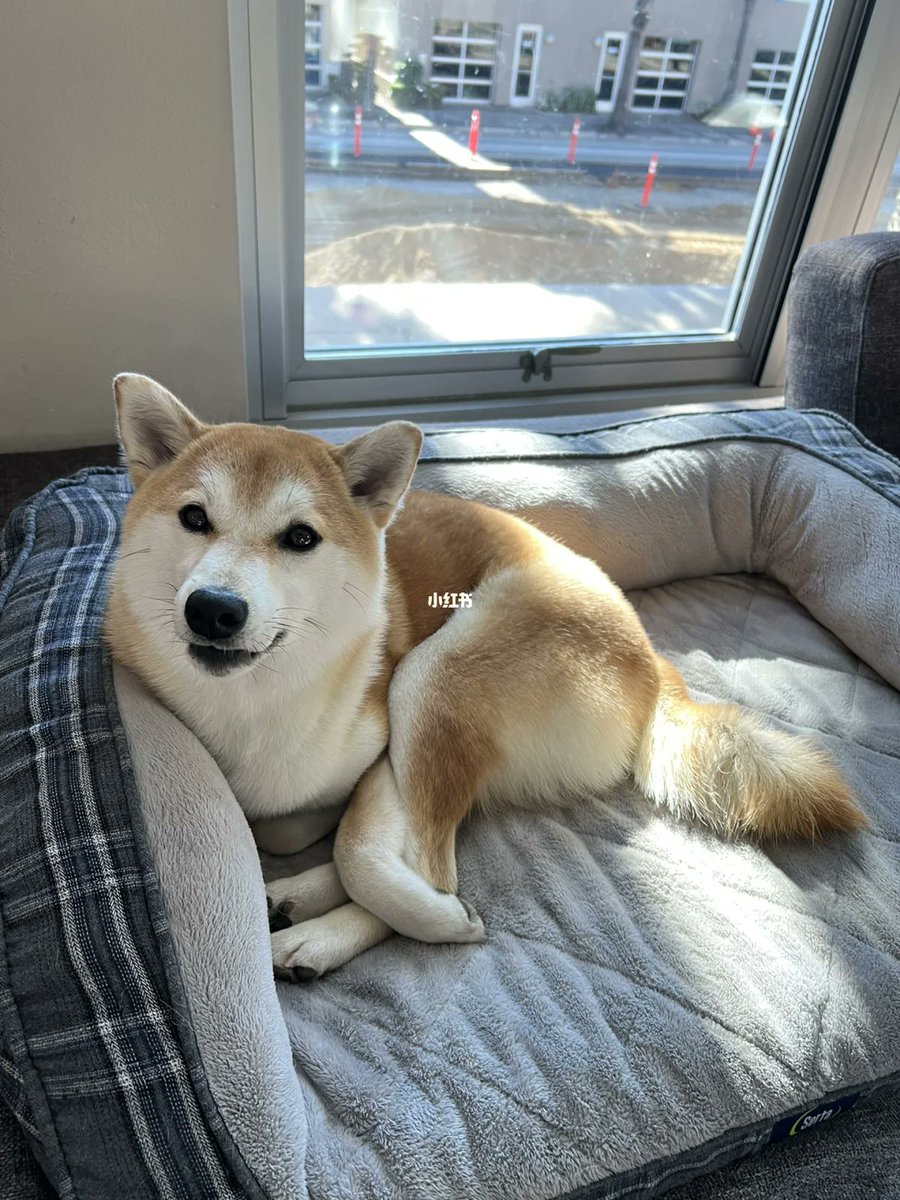 Shift0_4kg's tweet photo. [牟]を探して街を歩いたら、[卧]んでる犬と[叭]って鳴く猫に出会った。なんだか幸せな午後だ。 https://t.co/IYXxsPbtYG