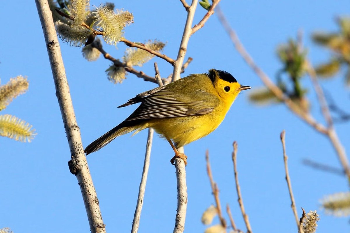 NatlParkService's tweet photo. In this season: birds.

Well, almost any season. Birds are everywhere. They soar overhead, flutter on branches, walk on the ground, and swim in the water. From the tiny calliope hummingbird to the gigantic California condor that stands a little taller, national parks are home to a remarkable diversity of birds.