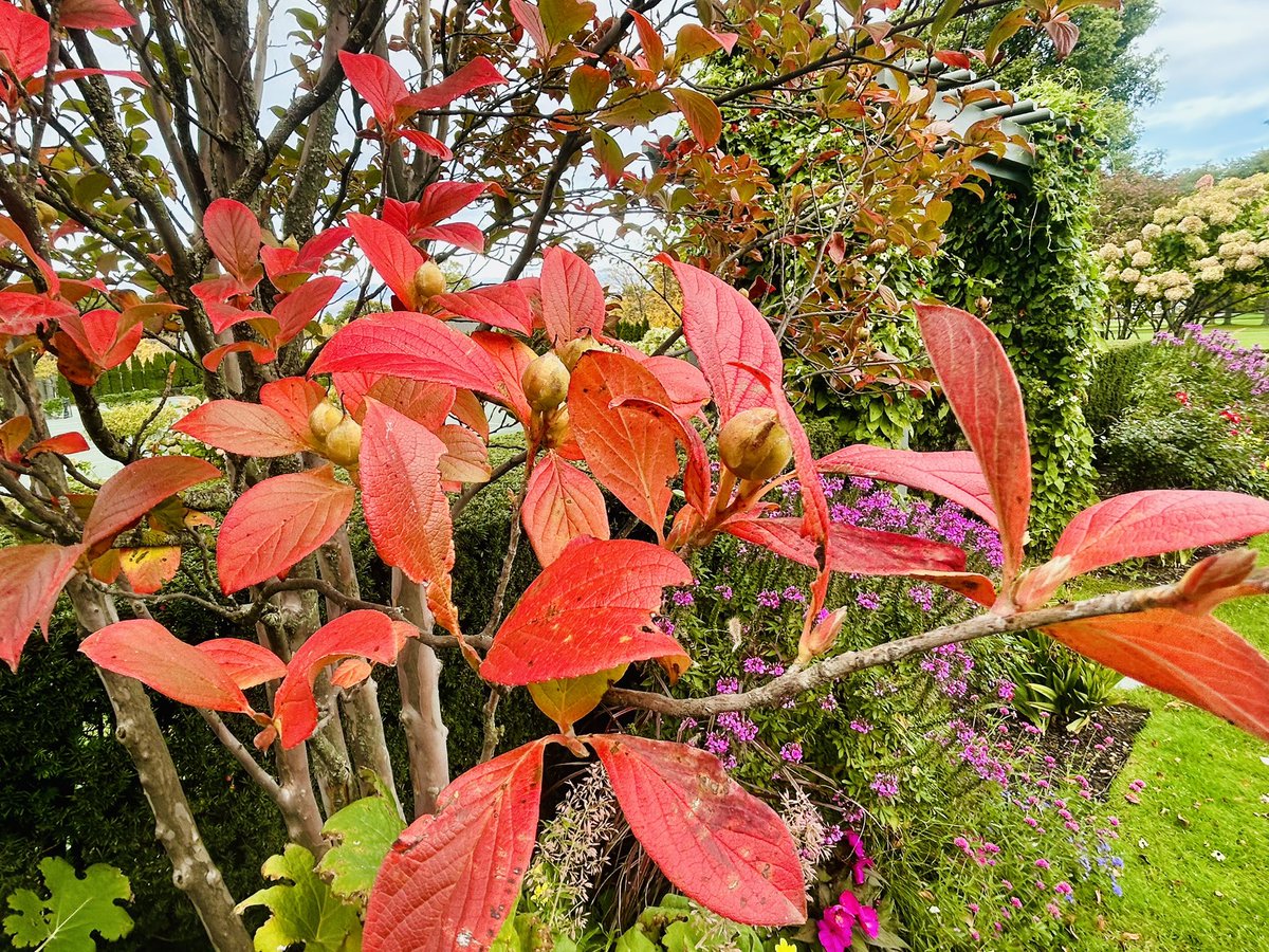 fleur_de_CCD's tweet photo. A stunning fall color tree for a patio….Japanese Stewartia in all its glory.  It has stunning bark and bright white Camellia like flowers in July. https://t.co/83qhPg9sqr