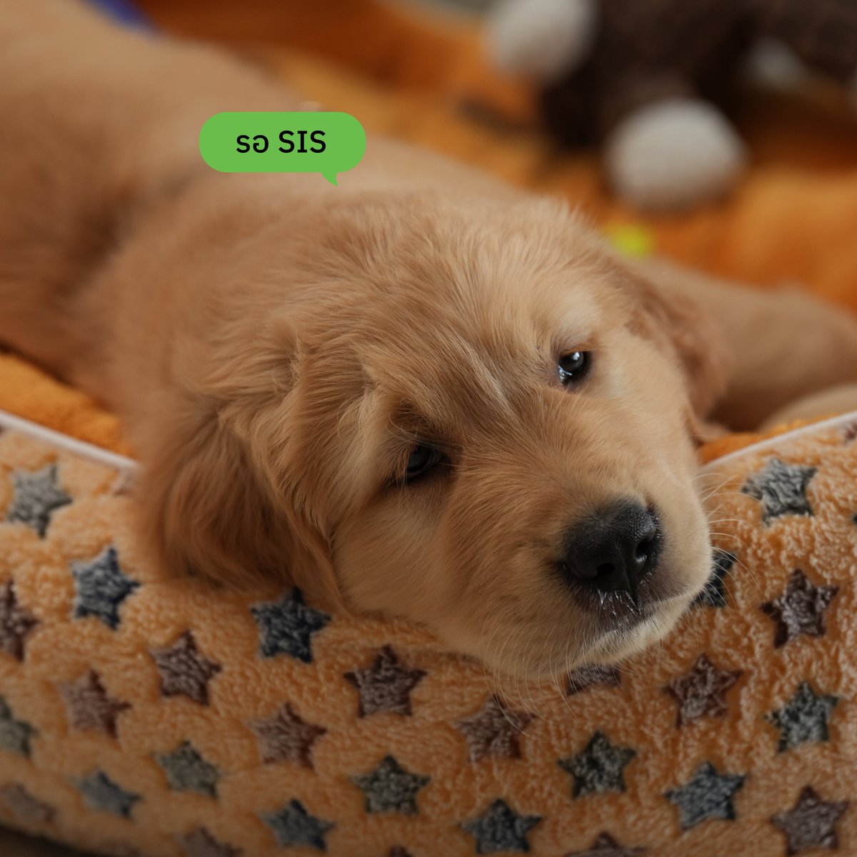 DICE_SONRAY's tweet photo. เที่ยงคืนนี้?! หมาเด็กรอพี่สาวมาฟังเพลง ‘รอ SIS (TER)’ ด้วยกัน! 🐶🎧

ฟังได้แล้วตอนนี้ทุก STREAMING PLATFORMS เลยนะค้าบ
👉🏻 https://t.co/yrRplu6VGo

#DICEBLUEรอSIS
#DICEBLUE
#DICE_SONRAY 
#SONRAYMUSIC https://t.co/lTKYu8nxTx