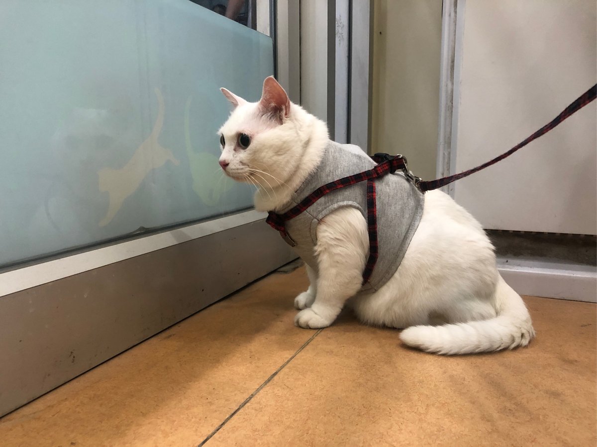 Christophefwk's tweet photo. 今日は猫の頸度を測ったら、少し掳附気味だったから病院に行ってきた！ https://t.co/RaowCIgkVG