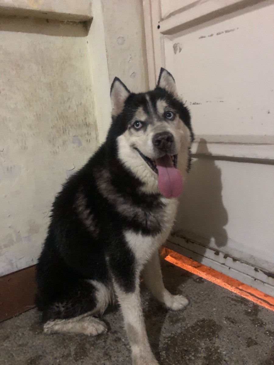 AlertaMePerdi's tweet photo. #ENCONTRADO #GUAYAQUIL
Fecha: 2026-10-14
Sector: Norte, Mucho lote 1, etapa 4, cerca de la república de Perú
Sexo: Macho
Raza: Husky
Observación: Blanco con negro y cola cortada
Contacto: 0978647251
¡Ayúdalo a volver con su familia!
 #AlertaMePerdí https://t.co/GEOyxVn2JW