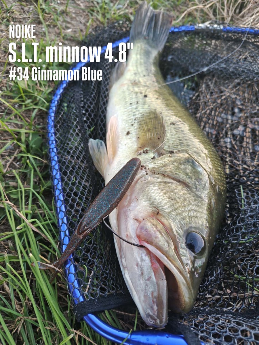 NOIKEmarketing's tweet photo. 今日も九州から釣果報告届きました。
@Stallion4829
S.L.T. minnow 4.8"のノーシンカーリグでグッドサイズ!👍
そして、この後ドラマが…
#NOIKE
#SLTミノー 4.8"
#34シナモンブルー
#NOIKEマーケティング
https://t.co/xZwPTWcqYd https://t.co/sOoqLwFhN0