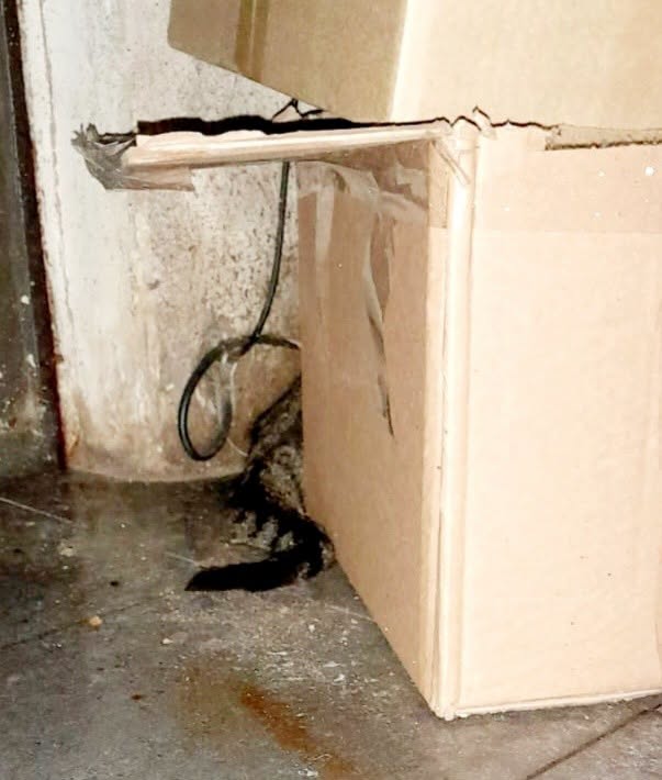 DeGatitos_'s tweet photo. #FlynnFDG
Otro caso de desalojo, que nos llega y nos parte en dos.
Fallece el encargado de un edificio, pasa el tiempo y desalojan a la viuda.
La casa un caos, repleta de cosas, no pudo llevarse al gato y quedó en el depto.
Pasaron días
Pasaron semanas.
La mujer internada en⬇️🧵 https://t.co/aUJarI4pVN