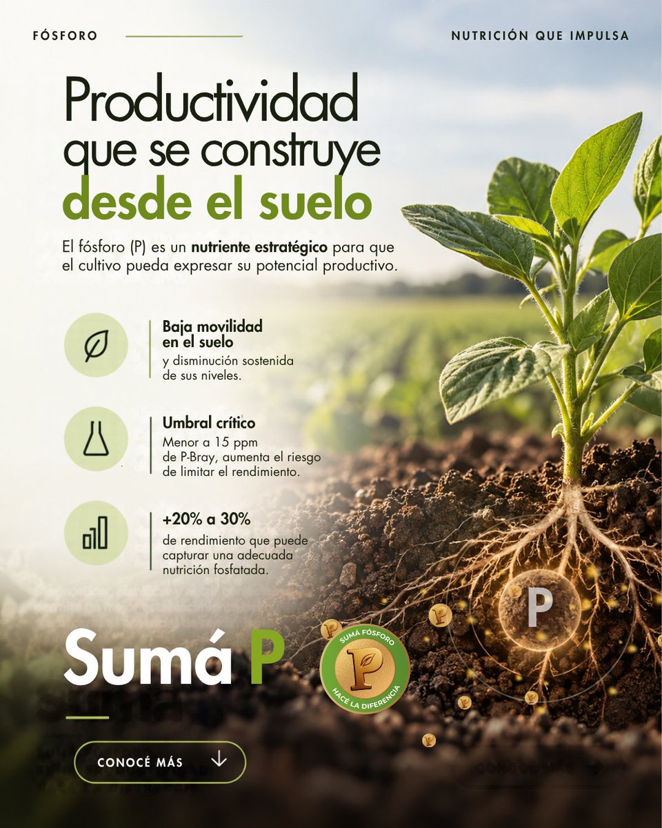 FertilizarAC's tweet photo. Fósforo: productividad que se construye desde el suelo
El fósforo (P) es un nutriente estratégico para que el cultivo pueda expresar su potencial productivo. Su baja movilidad en el suelo y la disminución sostenida de sus niveles hacen que un buen diagnóstico y una nutrición balanceada sean claves desde la siembra.
📊 Cuando la disponibilidad se encuentra por debajo del umbral crítico, cercano a 15 ppm de P-Bray, aumenta el riesgo de limitar el rendimiento.
La oportunidad es significativa: una adecuada nutrición fosfatada puede contribuir a capturar entre un 20% y 30% de la brecha productiva.
Diagnosticar, planificar y nutrir correctamente permite apuntar a un mejor establecimiento del cultivo y acercarse al potencial de cada lote.
Sumá fósforo. Sumá productividad. Hacé la diferencia.
👉🏼 Conocé más en el link de la bio.
#SumáP #SumáFósforo #Girasol #Fósforo #NutriciónDeCultivos #Fertilización #Productividad #FertilidadDelSuelo #FertilizarAC
