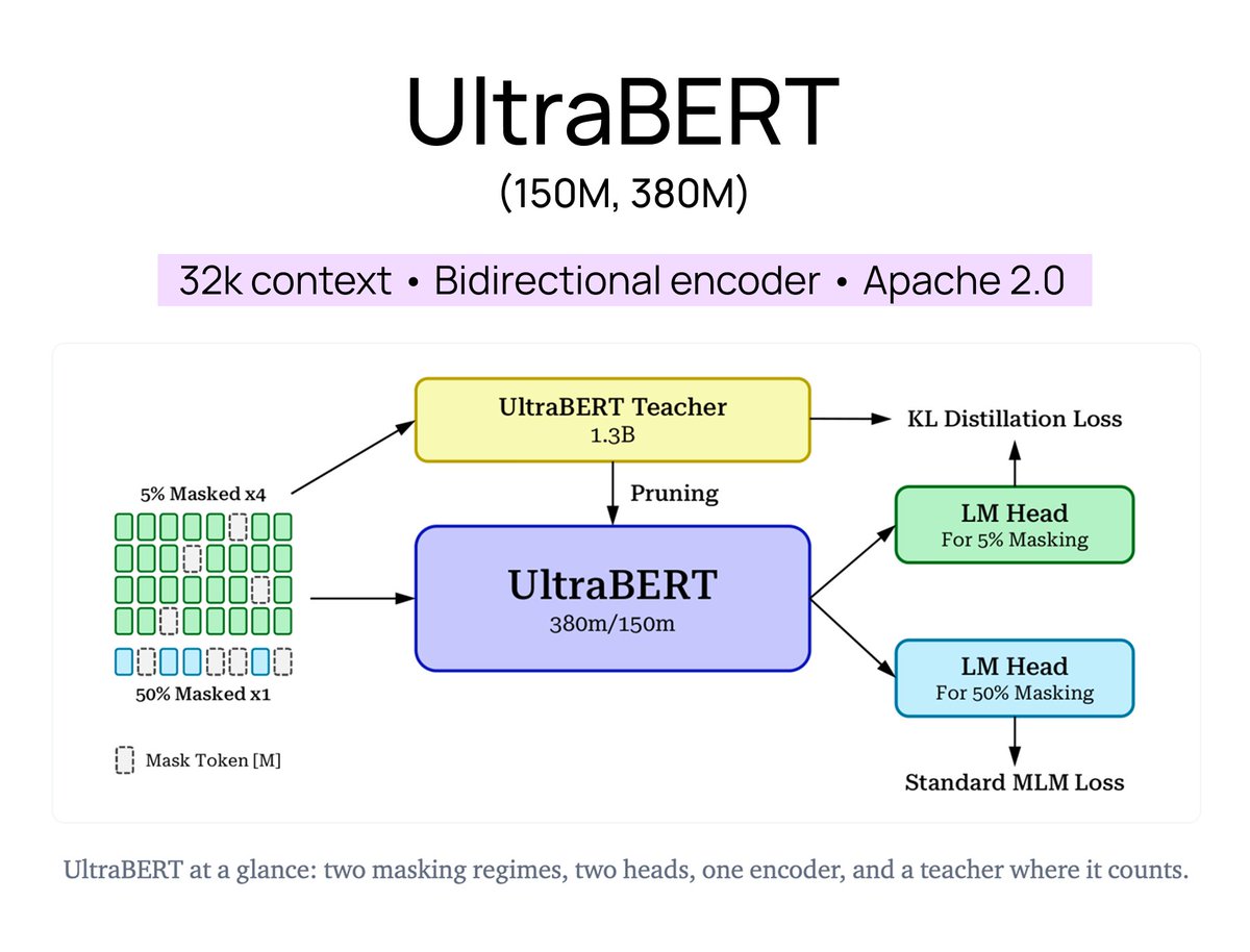 m_newhaus's tweet photo. UltraBERT is here (along with super interesting lessons learned from training it)! 

152M + 380M encoders, 32K context, built for classification, NER, QA, reward modeling + retrieval.

Most interesting part is the training recipe:

-5% masking for classification
-50% masking for retrieval
-Separate LM head for each
-Distillation only on the 5% sequences

Distillation findings are also really insightful. They trained a 1.3B teacher, pruned it by width to 380M and 150M, and distilled both smaller models from the teacher. But they only applied logit distillation to the 5% masked sequences.

Some other interesting training lessons:

-Encoder performance saturated early, even as loss kept falling
-Multi-stage data mixtures had little effect after fine-tuning
-32K context added during only the final 100B of 2T training tokens
-Distillation not automatically useful across every capability

Strong size-to-performance tradeoff too:

-380M leads the authors’ comparison on GLUE + BEIR
-150M matches RoBERTa-large on classification at 2.3x smaller
-~8 point lead on code + math retrieval
-99%+ Passkey recall through 32K

Great open source release! Long live BERT ✌️

@huggingface weights: https://t.co/fff2oCzPwo
Paper: https://t.co/QSc2COtSik
