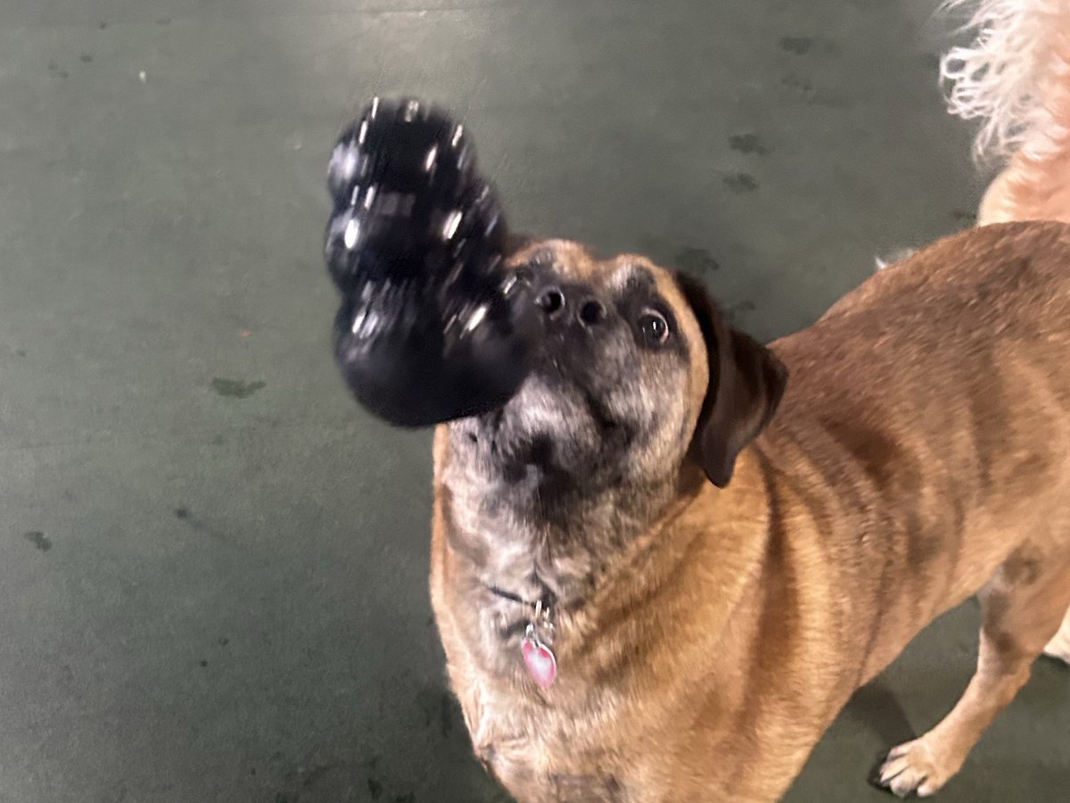 TheDogClub_Kali's tweet photo. Bullet looks locked in. https://t.co/XsPH68axZu