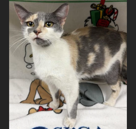 HollywoodDogs's tweet photo. Maev, a 2-year-old dilute calico at a full shelter in #Hesperia, #CA, is in IMMEDIATE need of adoption, a foster home, or rescue https://t.co/WsskicXw8E #URGENT #calico #AdoptableCatofDay 🐱 https://t.co/qKL4WtCNox