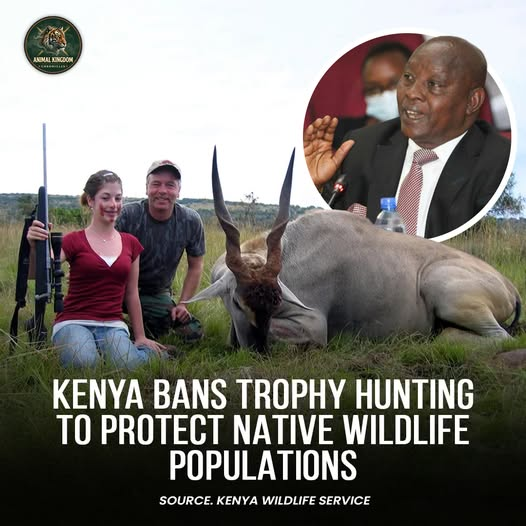 tiger26931's tweet photo. Kenya has taken a major conservation stance against trophy hunting, with efforts focused on protecting its native wildlife. 
Protecting animals in their natural habitats is essential for the future of biodiversity 🇰🇪 https://t.co/kzgw4hO63Z