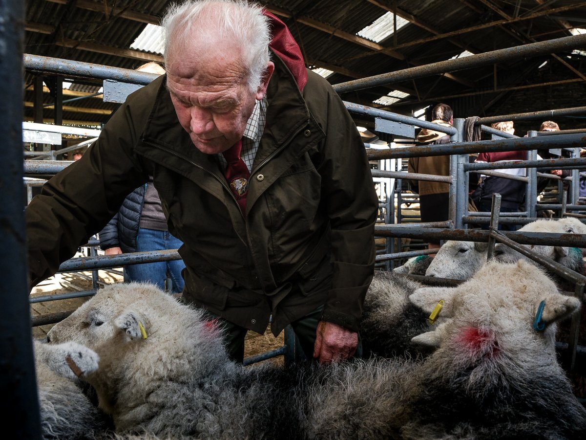 billplumtree's tweet photo. Congratulations to Anthony Hartley, his shearlings were reserve champions at Ladies Day at Broughton yesterday; thanks to Ian Grisedale for judging   #SheepOfTheDay https://t.co/X5kg3qLVuK