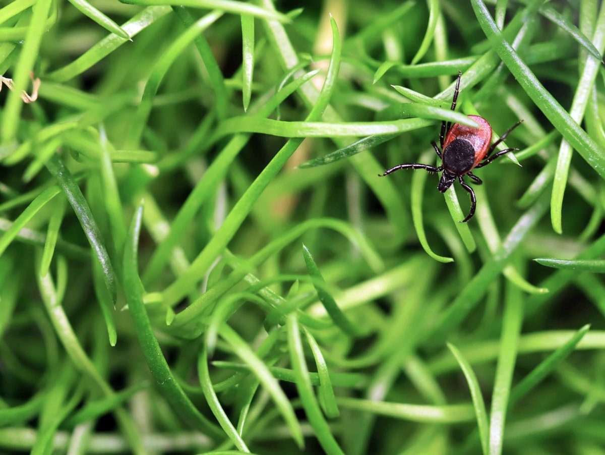 GeorgiaStateU's tweet photo. Read how Georgia State studies reveal insights into the tick-borne Powassan virus, its progression, immune response, and neurological damage. https://t.co/TukNvOZyV1 https://t.co/XlPFTVOE24